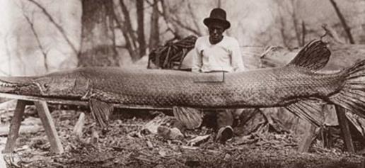 最大的淡水鱼:淡水鱼排名(图) 最大的淡水鱼:淡水鱼排名(图)