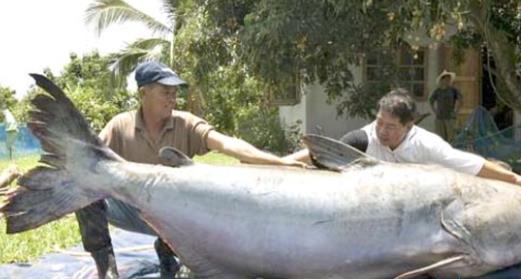 最大的淡水鱼:淡水鱼排名(图) 最大的淡水鱼:淡水鱼排名(图)