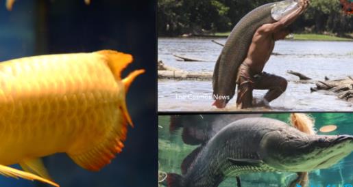 最大的淡水鱼：淡水鱼排名（图）