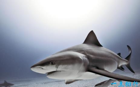 最大的淡水鱼：淡水鱼排名（图）