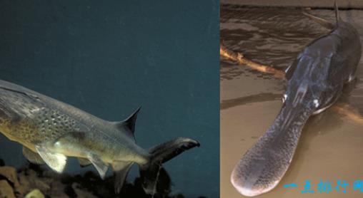 最大的淡水鱼：淡水鱼排名（图）