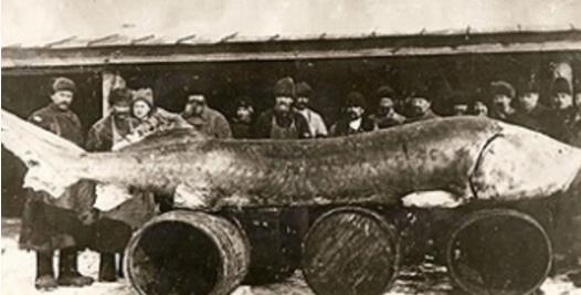 最大的淡水鱼：淡水鱼排名（图）