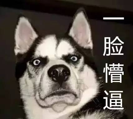 把狗当孩子养人的心态(图) 把狗当孩子养人的心态(图)