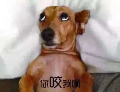 把狗当孩子养人的心态(图) 把狗当孩子养人的心态(图)