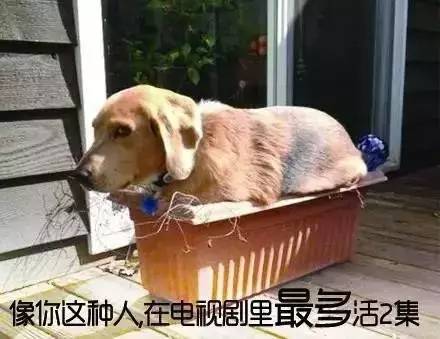 把狗当孩子养人的心态(图) 把狗当孩子养人的心态(图)