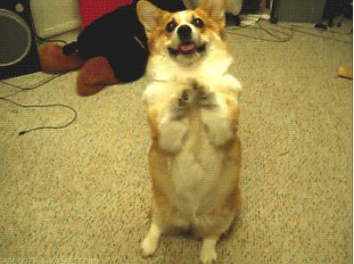 把狗当孩子养人的心态(图) 把狗当孩子养人的心态(图)