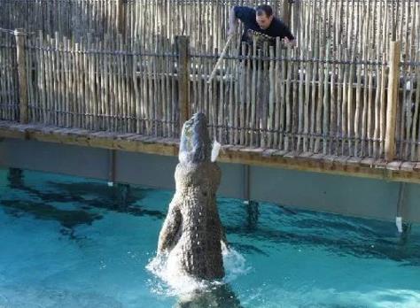 十大最大鳄鱼盘点:世界上最大的鳄鱼Top10 十大最大鳄鱼盘点:世界上最大的鳄鱼Top10