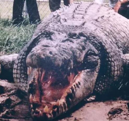 十大最大鳄鱼盘点：世界上最大的鳄鱼Top10