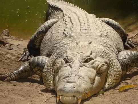 十大最大鳄鱼盘点:世界上最大的鳄鱼top10