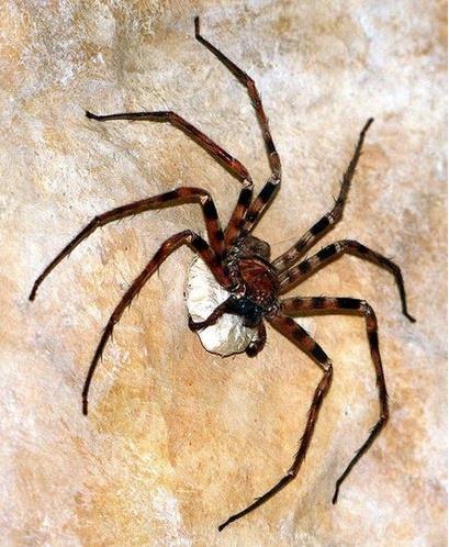 世界上最大的蜘蛛有多大图片巨型蜘蛛