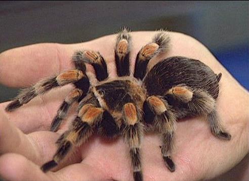 世界上最大的蜘蛛有多大图片（巨型蜘蛛）