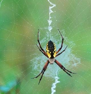 世界上最小的蜘蛛展蜘蛛043毫米图