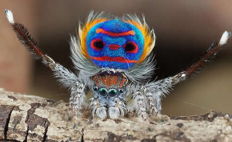 世界上最美的蜘蛛:一种彩虹色彩的蜘蛛(孔雀蜘蛛)