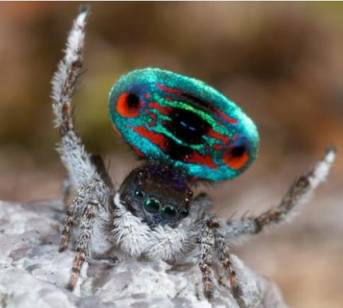 世界上最美的蜘蛛:一种彩虹色彩的蜘蛛(孔雀蜘蛛) 世界上最美的蜘蛛:一种彩虹色彩的蜘蛛(孔雀蜘蛛)