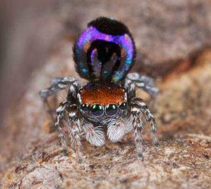 世界上最美的蜘蛛:一种彩虹色彩的蜘蛛(孔雀蜘蛛)