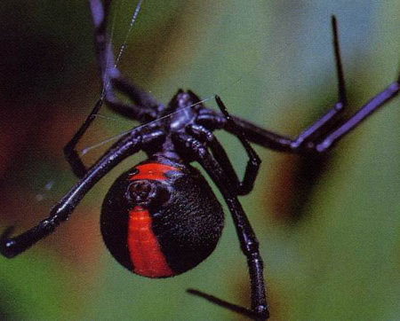 世界上最毒的蜘蛛：黑寡妇会攻击人类（图）