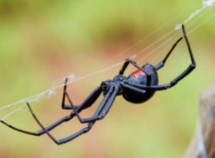 盘点世界上最毒的10种蜘蛛：遇到了主动让道（图）