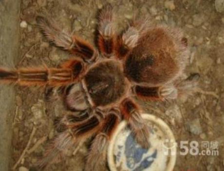 盘点世界上最毒的10种蜘蛛：遇到了主动让道（图）