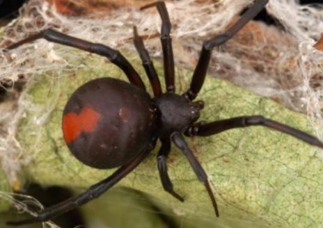 盘点世界上最毒的10种蜘蛛:遇到了主动让道(图) 盘点世界上最毒的10种蜘蛛:遇到了主动让道(图)