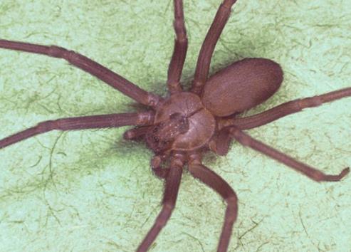 盘点世界上最毒的10种蜘蛛：遇到了主动让道（图）