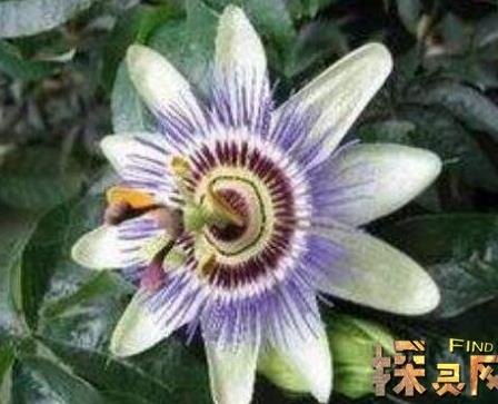 有毒的花:世界最毒的花排名(图) 有毒的花:世界最毒的花排名(图)