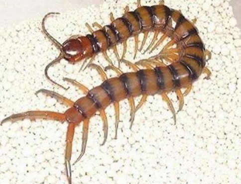 巨人蜈蚣：加拉帕格斯巨人蜈蚣排名第一（图）