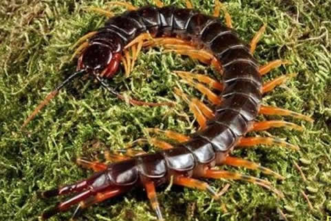 巨人蜈蚣：加拉帕格斯巨人蜈蚣排名第一（图）