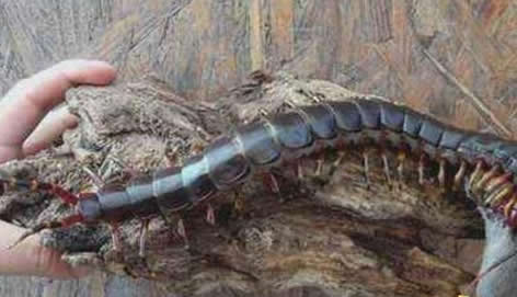 巨人蜈蚣：加拉帕格斯巨人蜈蚣排名第一（图）