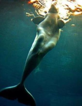 儒艮图片:儒艮怎么读,儒艮变美人鱼图片 儒艮图片:儒艮怎么读,儒艮变美人鱼图片