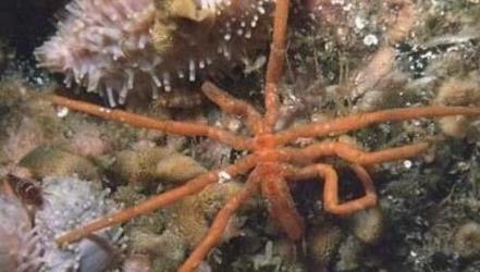 巨型海蜘蛛：极地巨大症腿长25厘米（图）