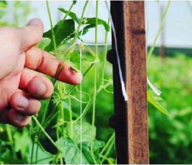 佩普基诺西瓜多少钱一斤：佩普基诺哪有卖及种植技术