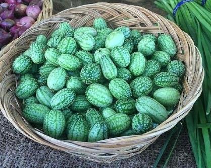 世界最小佩普基诺西瓜一口一个吃西瓜（图）