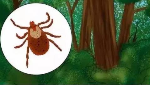 被蜱虫咬伤丧命：1家3人被蜱虫咬伤2人丧命（图）