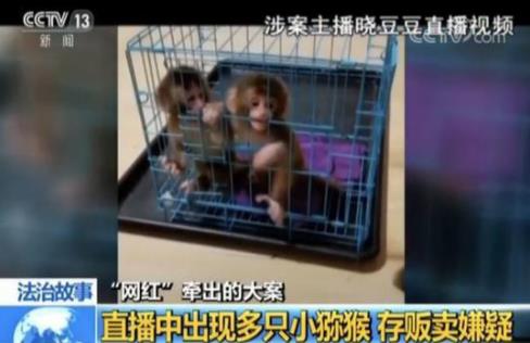 网红直播养猴牵出大案:35人被抓 20只猕猴死亡(图) 网红直播养猴牵出大案:35人被抓 20只猕猴死亡(图)