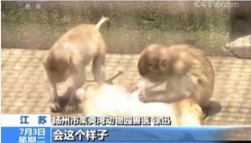 网红直播养猴牵出大案:35人被抓 20只猕猴死亡(图) 网红直播养猴牵出大案:35人被抓 20只猕猴死亡(图)