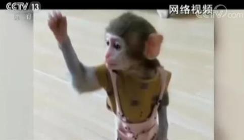 网红直播养猴牵出大案:35人被抓 20只猕猴死亡(图) 网红直播养猴牵出大案:35人被抓 20只猕猴死亡(图)