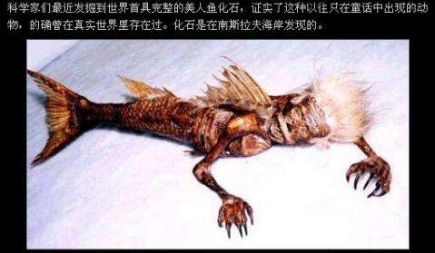 美人鱼图片:美人鱼的真面目揭秘 美人鱼图片:美人鱼的真面目揭秘