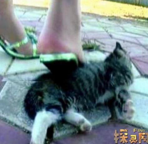 高跟鞋虐猫事件:女子太残忍了(图) 高跟鞋虐猫事件:女子太残忍了(图)
