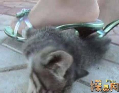 高跟鞋虐猫事件:女子太残忍了(图) 高跟鞋虐猫事件:女子太残忍了(图)