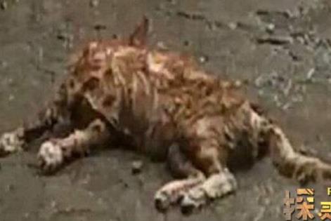 高跟鞋虐猫事件:女子太残忍了(图) 高跟鞋虐猫事件:女子太残忍了(图)