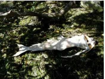 男美人鱼真身吓人图片:丑陋无比(图) 男美人鱼真身吓人图片:丑陋无比(图)