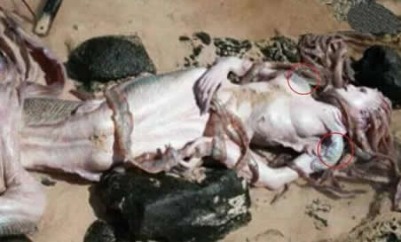 男美人鱼真身吓人图片:丑陋无比(图) 男美人鱼真身吓人图片:丑陋无比(图)