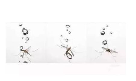 为什么蚊子永远不会被雨砸死(图) 为什么蚊子永远不会被雨砸死(图)