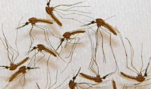 为什么蚊子永远不会被雨砸死(图) 为什么蚊子永远不会被雨砸死(图)