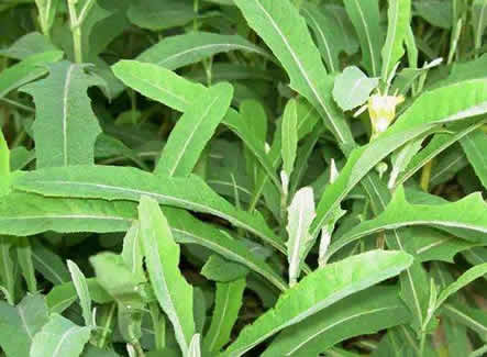 苦菜图片：苦菜是什么有几种介绍（图）