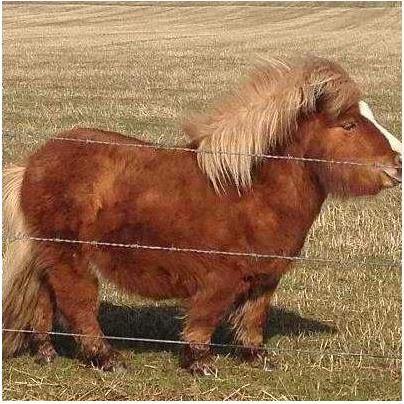 是马三分龙相是什么意思（图）