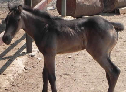 是马三分龙相是什么意思（图）