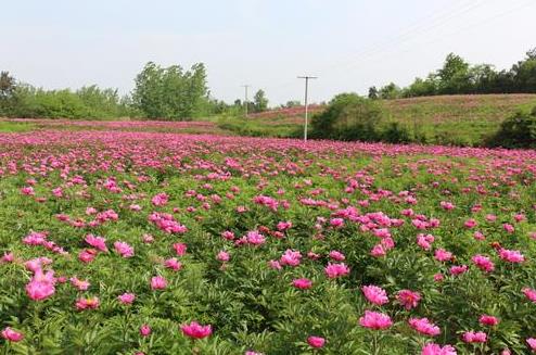 农村不起眼的商机:藏在农村的十大冷门小生意 农村不起眼的商机:藏在农村的十大冷门小生意
