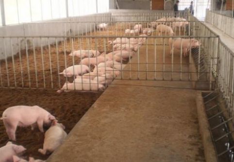 养殖什么赚钱:2018农民养殖有发展潜力的 养殖什么赚钱:2018农民养殖有发展潜力的