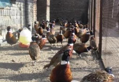 养殖什么赚钱:2018农民养殖有发展潜力的 养殖什么赚钱:2018农民养殖有发展潜力的